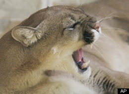 Cougar