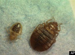Bedbug Conference