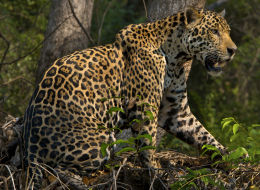 Jaguar