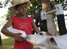 Cow