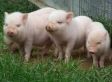 Swine Flu Outbreak -- Nature Biting Back at Industrial Animal Production?