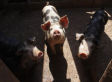 Swine Flu Survival: The Science of a Single Sneeze (and Three Simple Ways to Protect Yourself)