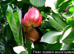 http://images.huffingtonpost.com/gen/76776/thumbs/s-ACKEE-large.jpg