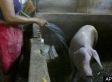 SWINE FLU: World gov'ts race to contain outbreak