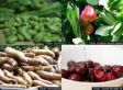 How Cultures Around The World Consume Dangerous Foods Daily With No Worries