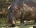 Happy The Hippo