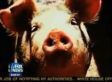 Swine Flu A Mexican Immigrant Conspiracy: Conservative Media (VIDEO)