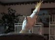Dancing Cockatoo Video: 