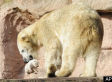 Vera's Cub: Why Some Mothers Eat Their Young