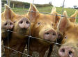 The Swine Flu And Worldwide Economic Recession: Humanity's Salvation?