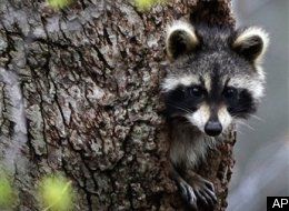 Aptopix Raccoon Home