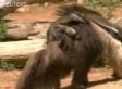 Baby Anteater: Weird And Cute (VIDEO)