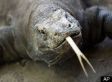 Komodo Dragon Attacks In Indonesia Terrorizing Villages