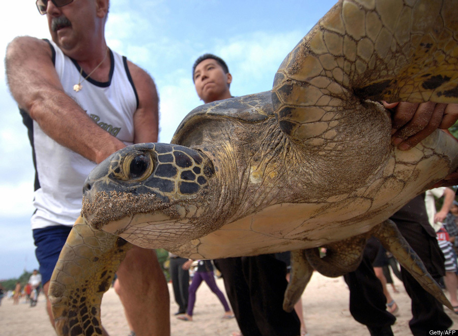 Green Turtles Rescued, Released In Indonesia (PHOTO) HuffPost
