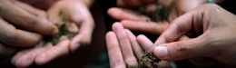 New Medical Marijuana Policy: Obama Administration Will Not Seek Arrests For People Following State Laws