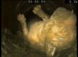 Puppy Survives Being Flushed Down Toilet (VIDEO)