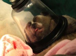 Slow Loris