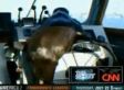 Sea Lion 'Hijacks' Police Harbor Boat (VIDEO)