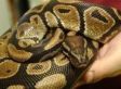Bill Nelson Wants To Ban Burmese Pythons After Florida Toddler's Death