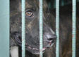 350 Dogs Seized In Biggest Dogfighting Raid in US History