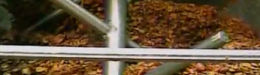 WATCH: The Underbelly Of How Pork Rinds Are Made