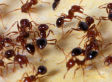 CIA Supervisor Claimed He Used Fire Ants On Detainee