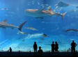 Under The Sea At The Japanese Aquarium (VIDEO)