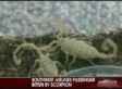 Scorpion Found On Plane (VIDEO)
