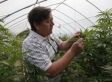 Oakland Voters Pass Landmark Pot Tax To Boost City Coffers