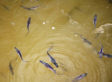 Hard Times Driving More People In Michigan To Fish For Food