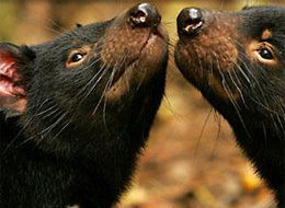 Animal Cancer