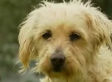 Australian Dog Found 9 Years After Disappearing, 1,200 Miles Away