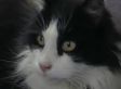 Sean Lynde, NYC Man, Killed 4 Of Girlfriend's Cats