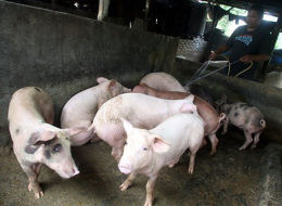 swine flu, consumer reports