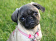 Michigan Republican Introduces Bill To Create Pet Care Tax Deductible