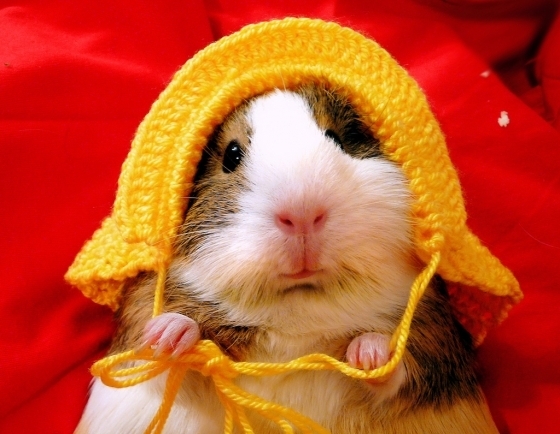 Dressed up guinea pigs