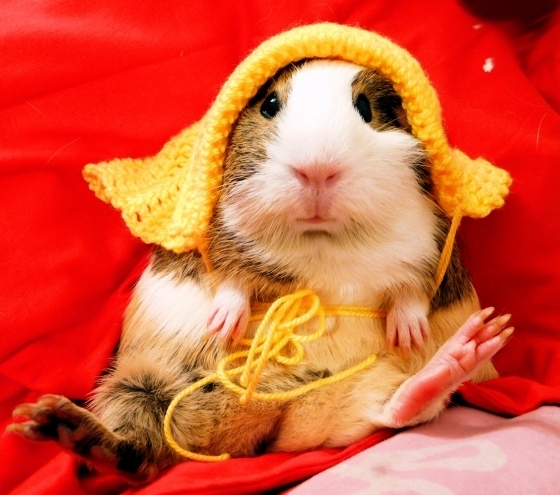 Dressed up guinea pigs