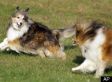 Dogs As Smart As 2-Year-Old Kids: Study