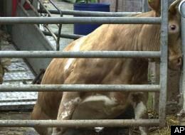 Animal Abuse, Animal Welfare, Cow Abuse, Cows, Department of Agriculture, Electric Shocks, Humane Society, Slaughterhouse