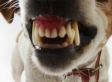 Sheriff: Georgia Couple Found Mutilated Likely Killed By Pack Of Dozen Dogs