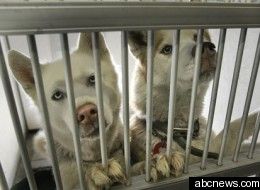 Abandoned Pets, foreclosures, Human Society, Mortgage Crisis, pets, Subprime Mortgage Crisis, subprime mortgages