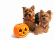 2007-11-03-yorkies.jpg