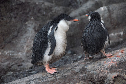 2008-04-03-penguins2new.jpg