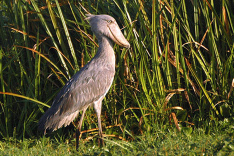 Shoebill photo