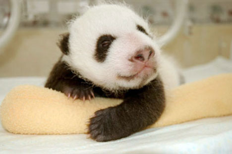 Baby Panda photo
