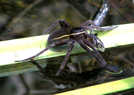 Dolomedes photo