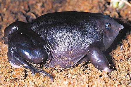 Purple Frog photo