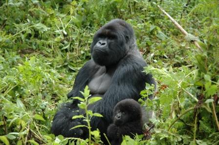 2008-07-14-Silverbacks in Rwanda Where Fossey Worked-silverbacks.JPG