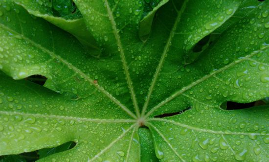 2008-08-01-greenleafphoto.jpg