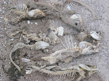 2008-08-16-deadfish.jpg